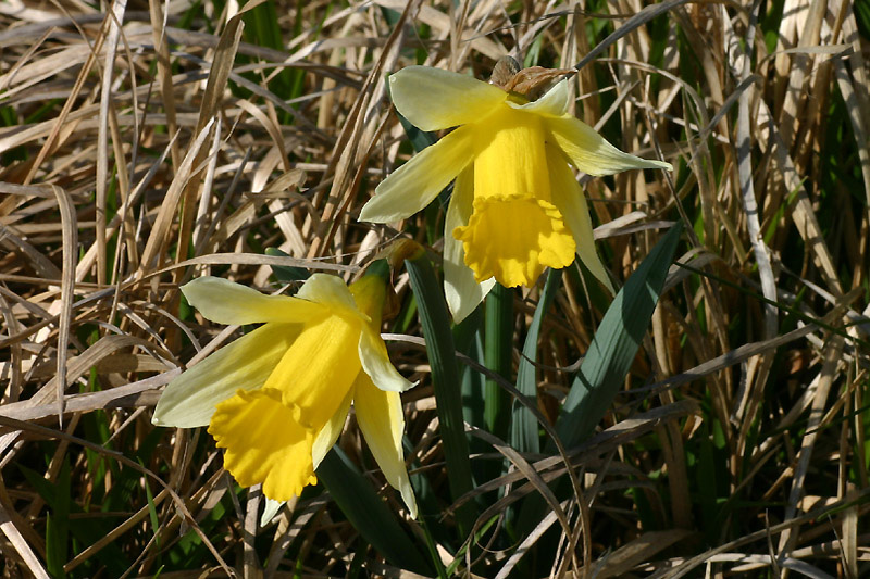 Narcissus pseudonarcissus